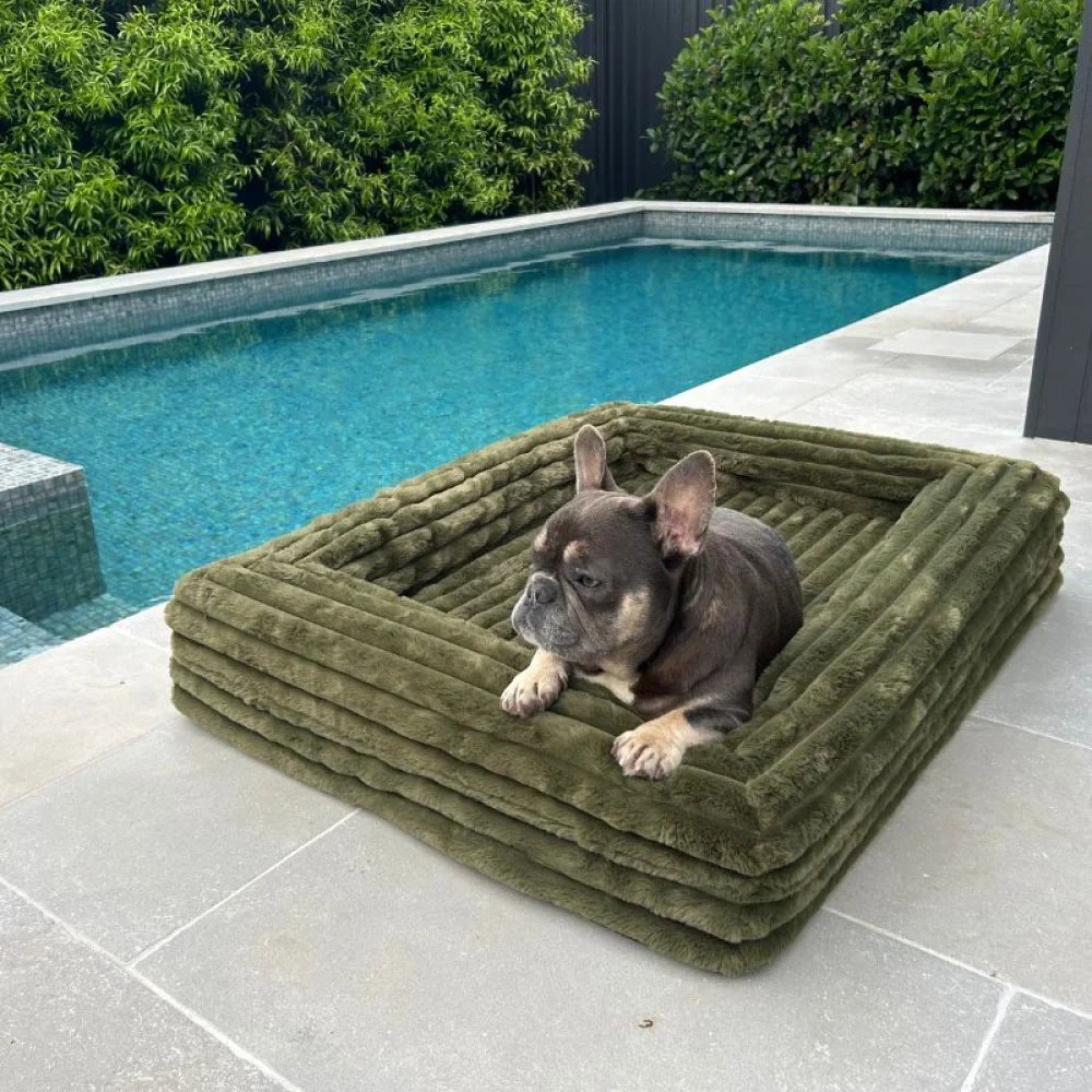 Cover - Puffer Fern