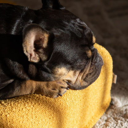 $50 Cover - Boucle Mustard