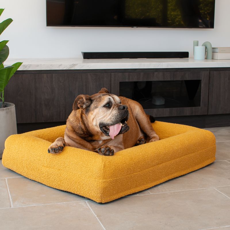 $50 Cover - Boucle Mustard