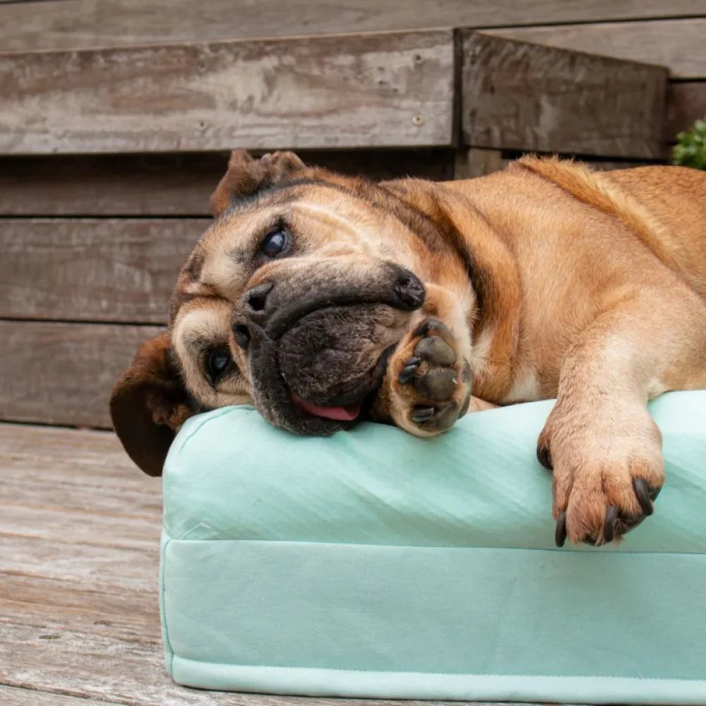 Cooling Dog Bed - Eucalyptus Memory Foam