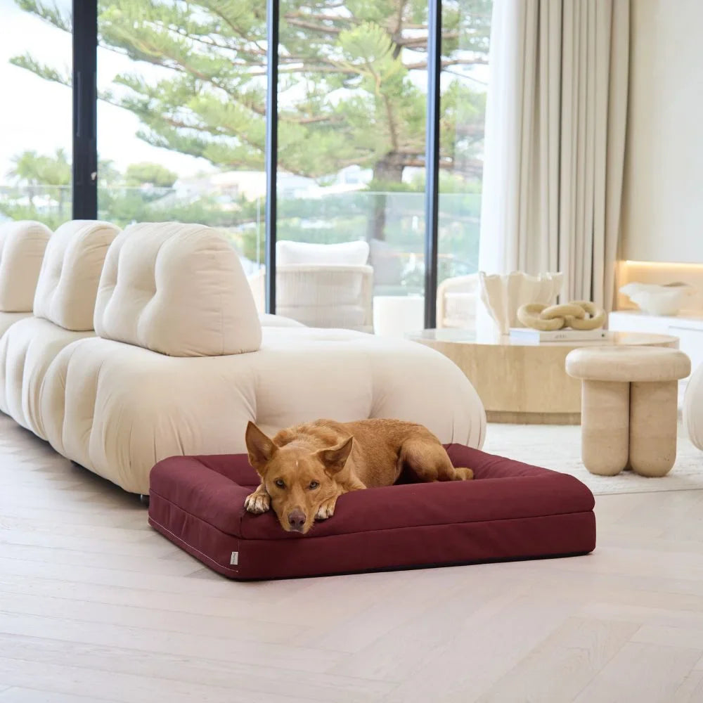 Cover - Canvas Spiced Apple