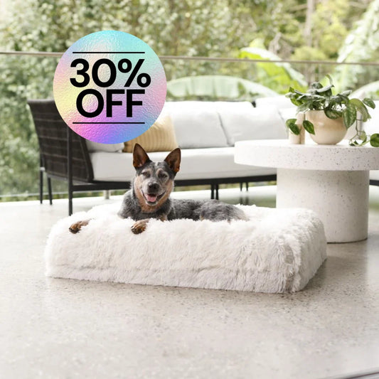 Cover - Quick Shag Cream