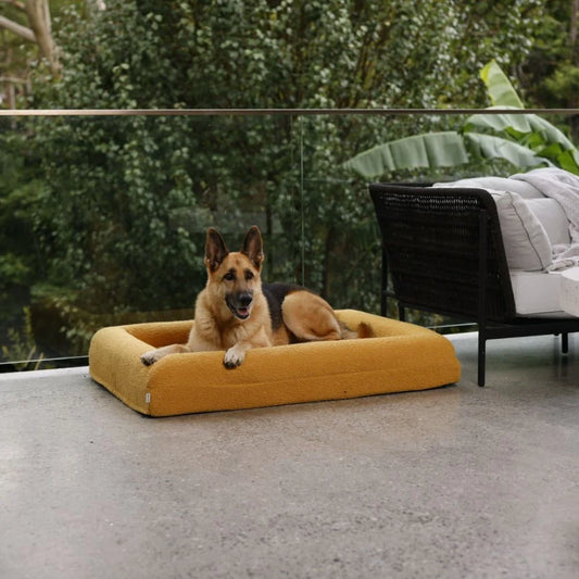 Memory Foam Dog Bed - Boucle Mustard