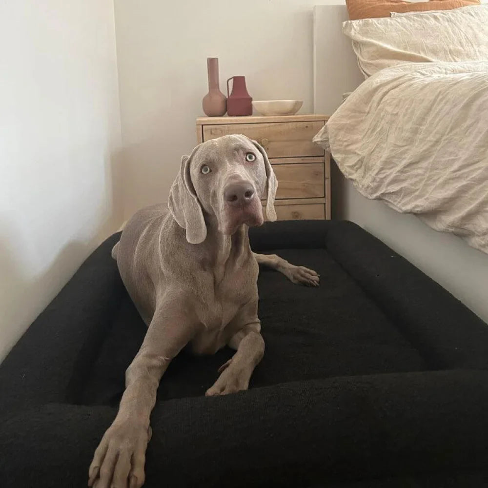 Memory Foam Dog Bed - Boucle Nero