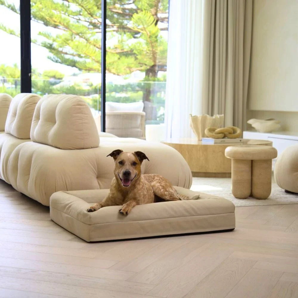 Memory Foam Dog Bed - Canvas Sand