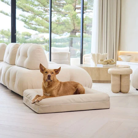 Memory Foam Dog Bed - Canvas Sand