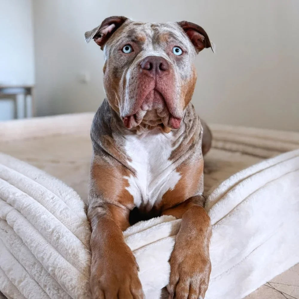 MEMORY FOAM DOG BED - PUFFER BONE