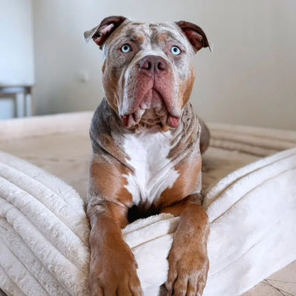 MEMORY FOAM DOG BED - PUFFER BONE